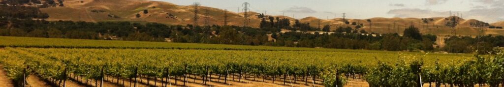 Image of a vineyard